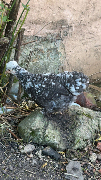 2 chickens 9 week old