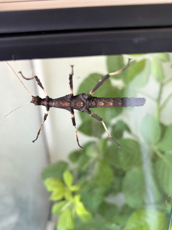 Sunny stick insects x 3