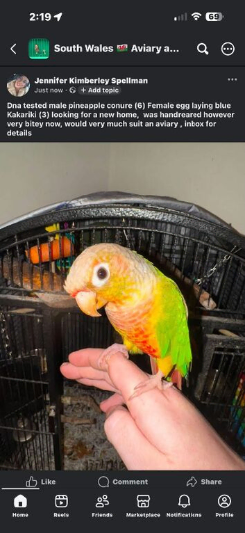 &pound;200 - Male Conure & Female Kakariki