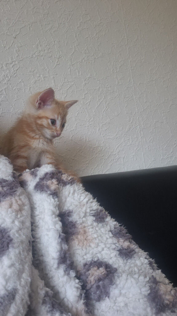 4 beautiful kitten