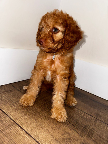 Cavapoo puppies