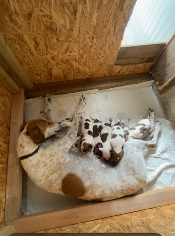 Lurcher puppie 1 boys left ready now!!!