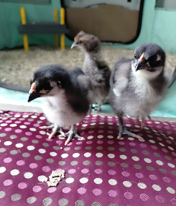 Bantam Orpington Chicks