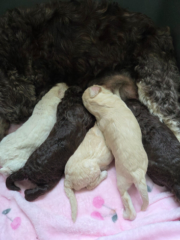 Cockapoo puppies