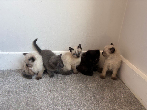 Mixed breed Siamese and Maine coon.