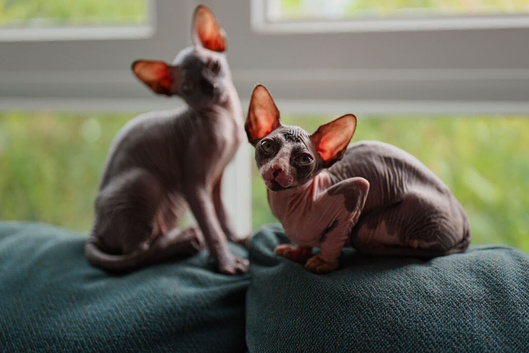 Sphynx Kittens