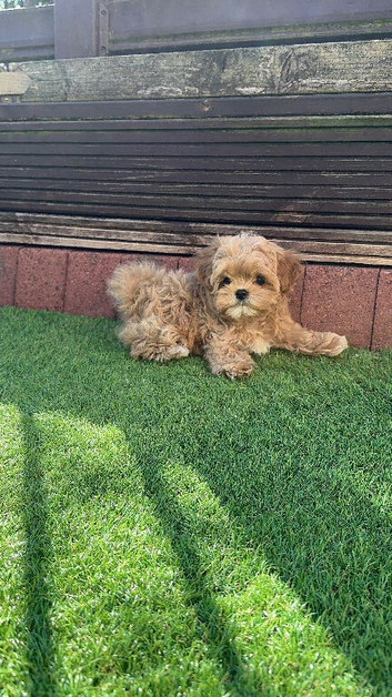 True Teacup Asian Maltipoo Boy DNA Clear