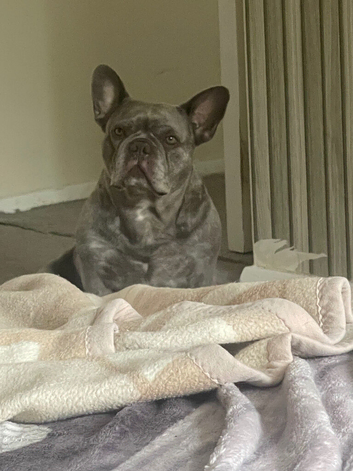 Bailey the frenchie
