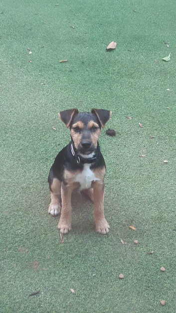 6 month old jack russel