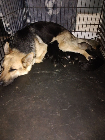 Gsd Puppies