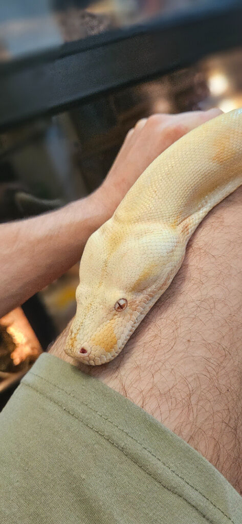 Stunning Adult Kahl Albino Boa (proven female)