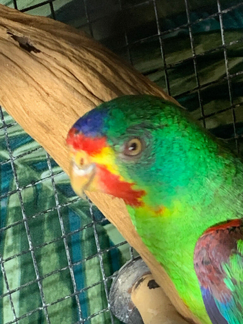 Swift parrot cock s