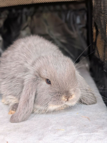 Beautiful Mini Lop Babies