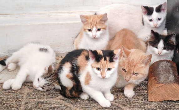 5 kittens, 3 boys 2 girls