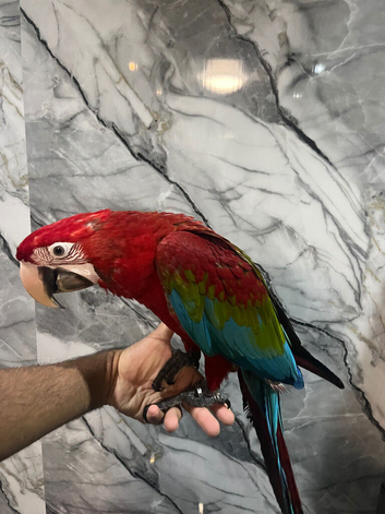 Handreared Friendly Super Tame Cuddly Greenwing Macaw Parrot,1