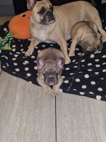 French bulldog puppie girl blue