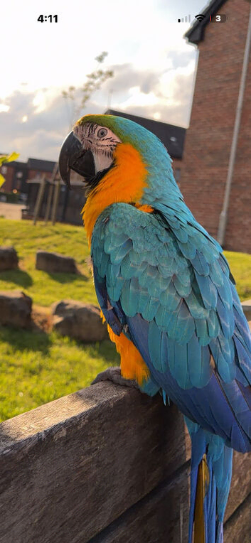 blue and gold macaw parrot