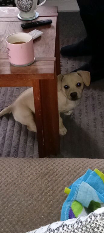 Frenchie X jack russell