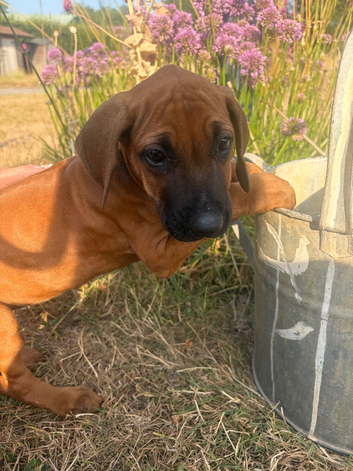 Rhodesian Ridgeback KC puppies