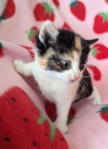 Very pretty kittens, wormed/flead/litter trained Prices vary
