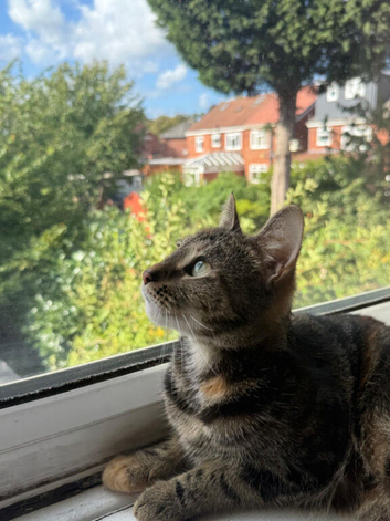 cat