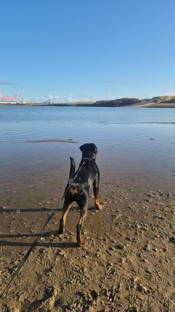 2 year old male rottweiller for sale.