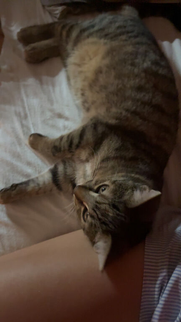 Kitten
