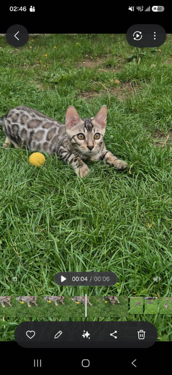 Only 2 Bengal Kittens Left &ndash; Don&rsquo;t Miss Out!&rdquo;