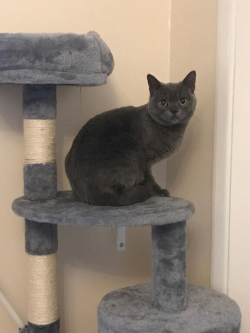 British shorthair