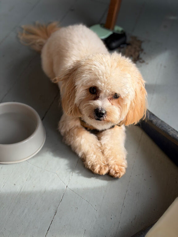 1 year old male maltipoo