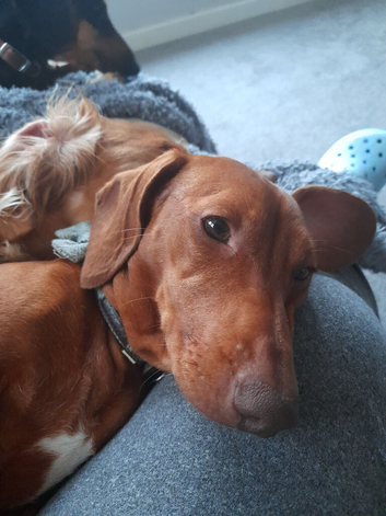 Mini dachshund