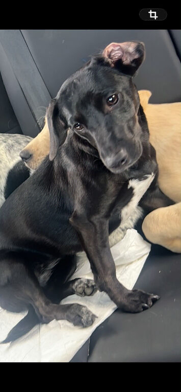 8 month old pure black