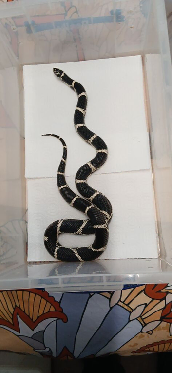 2023 female chain kingsnake
