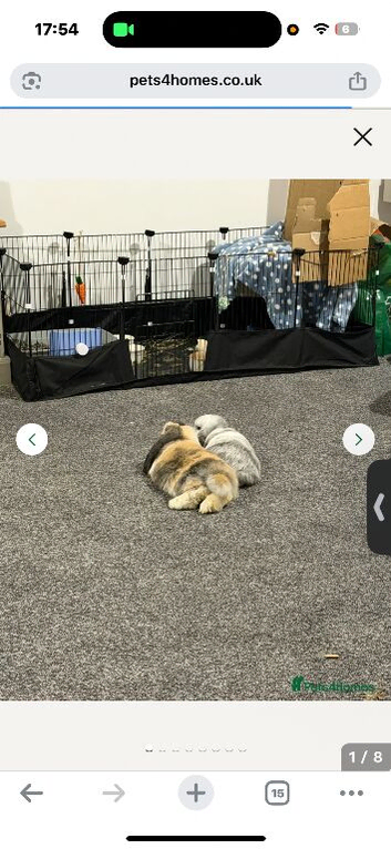 X2 mini pops for rehome