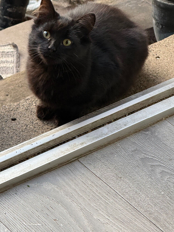 Gorgeous kitten