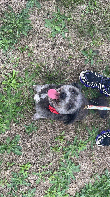 Stunning blue female schnoodle