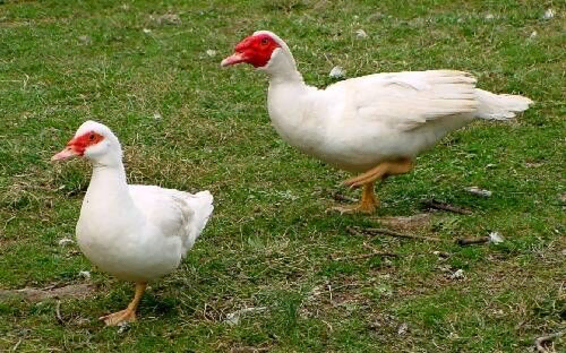 White Muscovy  Ducks