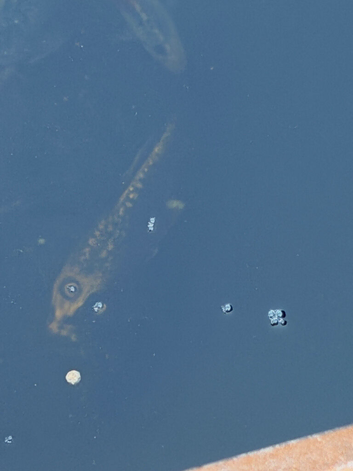 Ghost koi