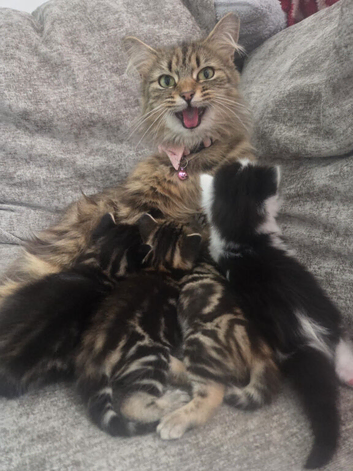 3 X long haired Doll faced Persian kittens cross