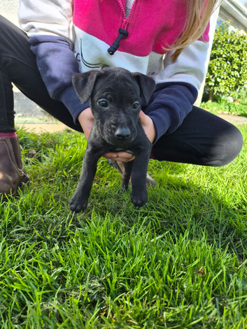 Working Patterdale dog pup