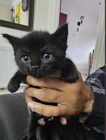 a baby kitten.