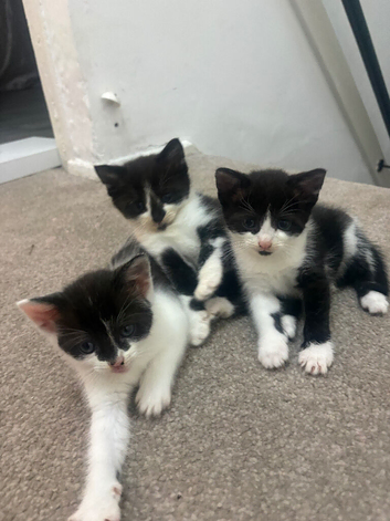 beautiful black and white kittens