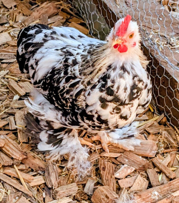 Perkin Bantam MALE