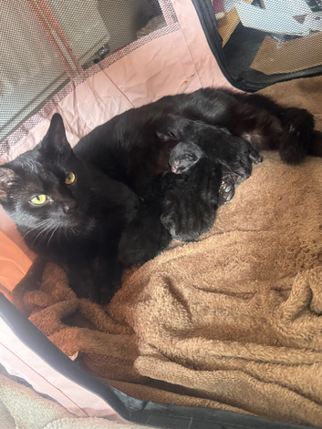 3 beautiful kittens ready to go in 3 weeks