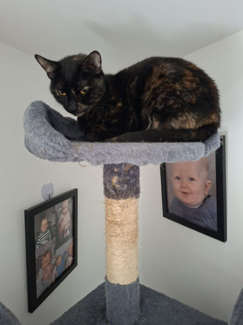 Black and ginger female