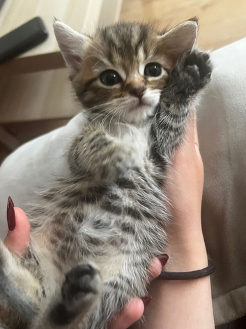 Adorable, healthy kittens looking for their forever homes! ️