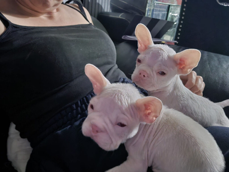 2 male pups looking for new home