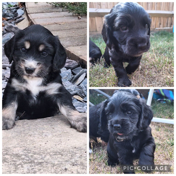 Cocker spaniel puppies for sale