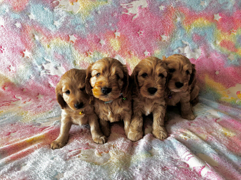 Beautiful Cockapoo puppies (Only little boy left)