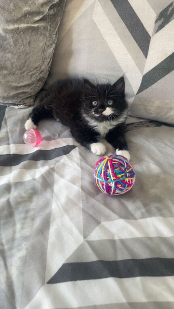 Beautiful fluffy kitten